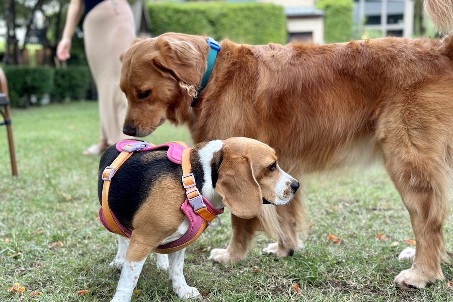 Pets deals
